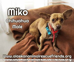 Chi-Corgi Dogs for adoption in Anchorage, AK, USA