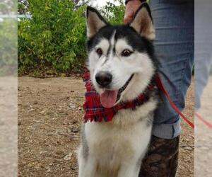 Siberian Husky Dogs for adoption in Von Ormy, TX, USA