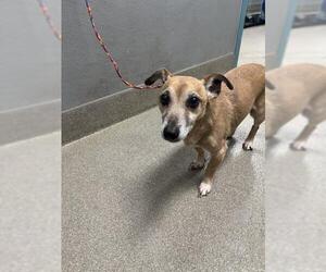 Dachshund-Unknown Mix Dogs for adoption in Las Vegas, NV, USA
