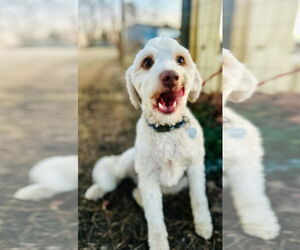 Poodle (Miniature)-Unknown Mix Dogs for adoption in Pacolet, SC, USA