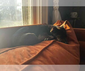 Chihuahua-Unknown Mix Dogs for adoption in Grafton, WI, USA