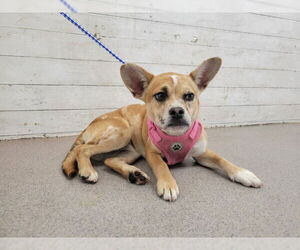 Chihuahua-Unknown Mix Dogs for adoption in San Bernardino, CA, USA