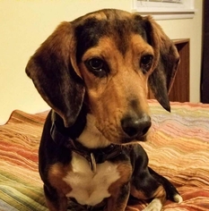 Beagle Dogs for adoption in Brownsboro, AL, USA