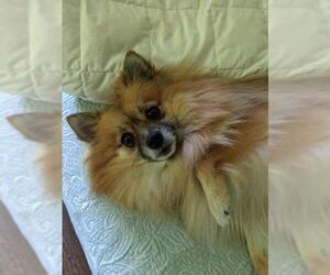 Pomeranian Dogs for adoption in Ridgefield, CT, USA
