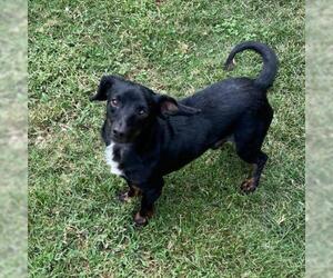 Dachshund Dogs for adoption in Bentonville, AR, USA