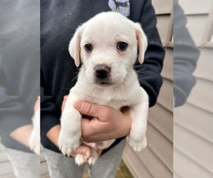 Labrador Retriever-Unknown Mix Dogs for adoption in Brewster, NY, USA