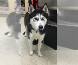 Siberian Husky Dogs for adoption in Riverside, CA, USA