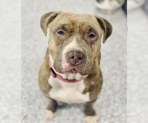 American Pit Bull Terrier-Unknown Mix Dogs for adoption in Westminster, MD, USA