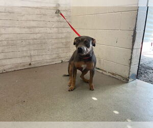 American Pit Bull Terrier Dogs for adoption in San Bernardino, CA, USA