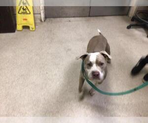 American Pit Bull Terrier Dogs for adoption in Riverside, CA, USA