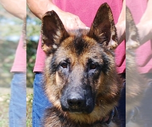 German Shepherd Dog Dogs for adoption in Chesapeake City, MD, USA