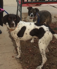 Pointer Dogs for adoption in Newport Beach, CA, USA