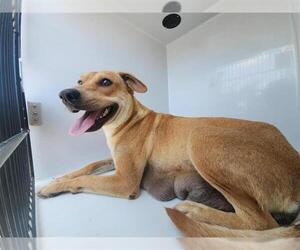 German Shepherd Dog-Unknown Mix Dogs for adoption in Houston, TX, USA