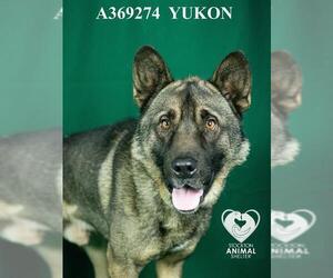Norwegian Elkhound-Unknown Mix Dogs for adoption in Stockton, CA, USA
