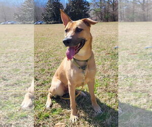 Medium Photo #3 Mutt Puppy For Sale in Cary, NC, USA