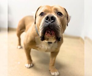 Dogue de Bordeaux Dogs for adoption in Aurora, CO, USA