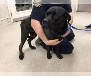 American Pit Bull Terrier Dogs for adoption in Riverside, CA, USA