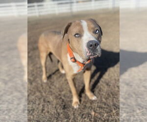 American Pit Bull Terrier-Unknown Mix Dogs for adoption in Virginia Beach, VA, USA