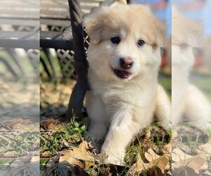 Aussiedor Dogs for adoption in Euless, TX, USA