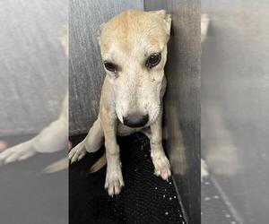 Mutt Dogs for adoption in San Antonio, TX, USA