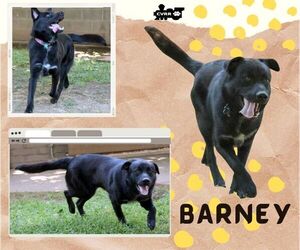 Retriever -Unknown Mix Dogs for adoption in Lindsay, CA, USA