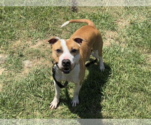 American Pit Bull Terrier-Unknown Mix Dogs for adoption in Millersville, MD, USA
