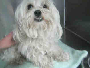Lhasa Apso Dogs for adoption in Santa Fe, NM, USA