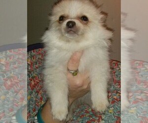 Pomeranian Dogs for adoption in Benton, AR, USA