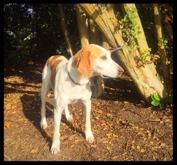 Treeing Walker Coonhound Dogs for adoption in Raleigh, NC, USA