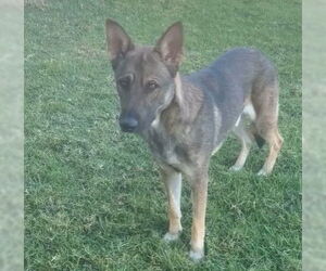 Medium Photo #2 German Shepherd Dog Puppy For Sale in Riverside, CA, USA