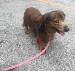 Dachshund Dogs for adoption in Pevely, MO, USA