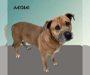 Labrador Retriever-Unknown Mix Dogs for adoption in Conroe, TX, USA
