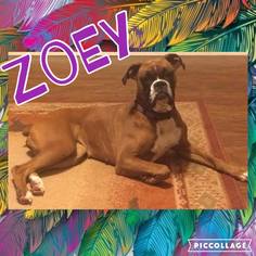Boxer Dogs for adoption in House Springs, MO, USA