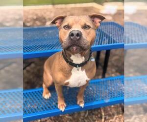 American Pit Bull Terrier Dogs for adoption in Waterford, VA, USA