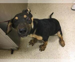 German Shepherd Dog-Unknown Mix Dogs for adoption in Riverside, CA, USA