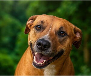 Black Mouth Cur-Unknown Mix Dogs for adoption in Gulfport, MI, USA