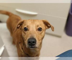 Mutt Dogs for adoption in Denver, CO, USA