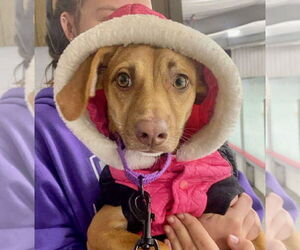 Chiweenie Dogs for adoption in GILBERTS, IL, USA