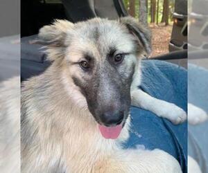 German Shepherd Dog-Unknown Mix Dogs for adoption in Concord, NC, USA