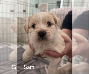 Maltese-Unknown Mix Dogs for adoption in Bellevue, WA, USA
