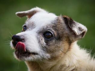 Jack Russell Terrier Dogs for adoption in Kettering, OH, USA