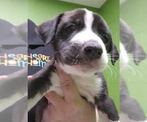 Great Pyrenees-Unknown Mix Dogs for adoption in Temple, TX, USA