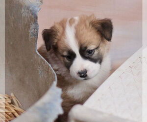 Australian Shepherd-Shih Tzu Mix Dogs for adoption in Paso Robles, CA, USA