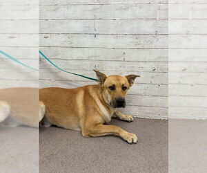 German Shepherd Dog Dogs for adoption in San Bernardino, CA, USA