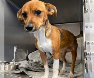 Chihuahua-Unknown Mix Dogs for adoption in San Antonio, TX, USA