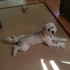Beagle-Unknown Mix Dogs for adoption in Bealeton, VA, USA