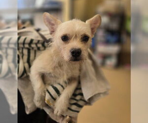 French Bulldog-Poodle (Miniature) Mix Dogs for adoption in Chula Vista, CA, USA