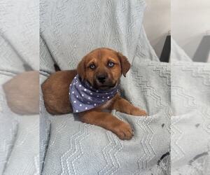 Rottweiler-Unknown Mix Dogs for adoption in MIDWAY, UT, USA