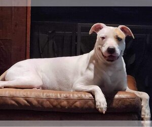 Catahoula Leopard Dog-Unknown Mix Dogs for adoption in Tampa, FL, USA