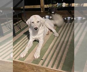 Great Pyrenees-Unknown Mix Dogs for adoption in Conroe, TX, USA